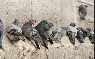 Pigeons