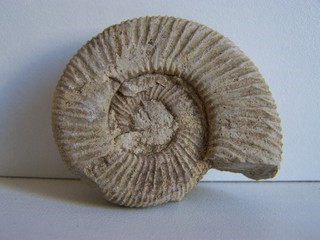 ammonite